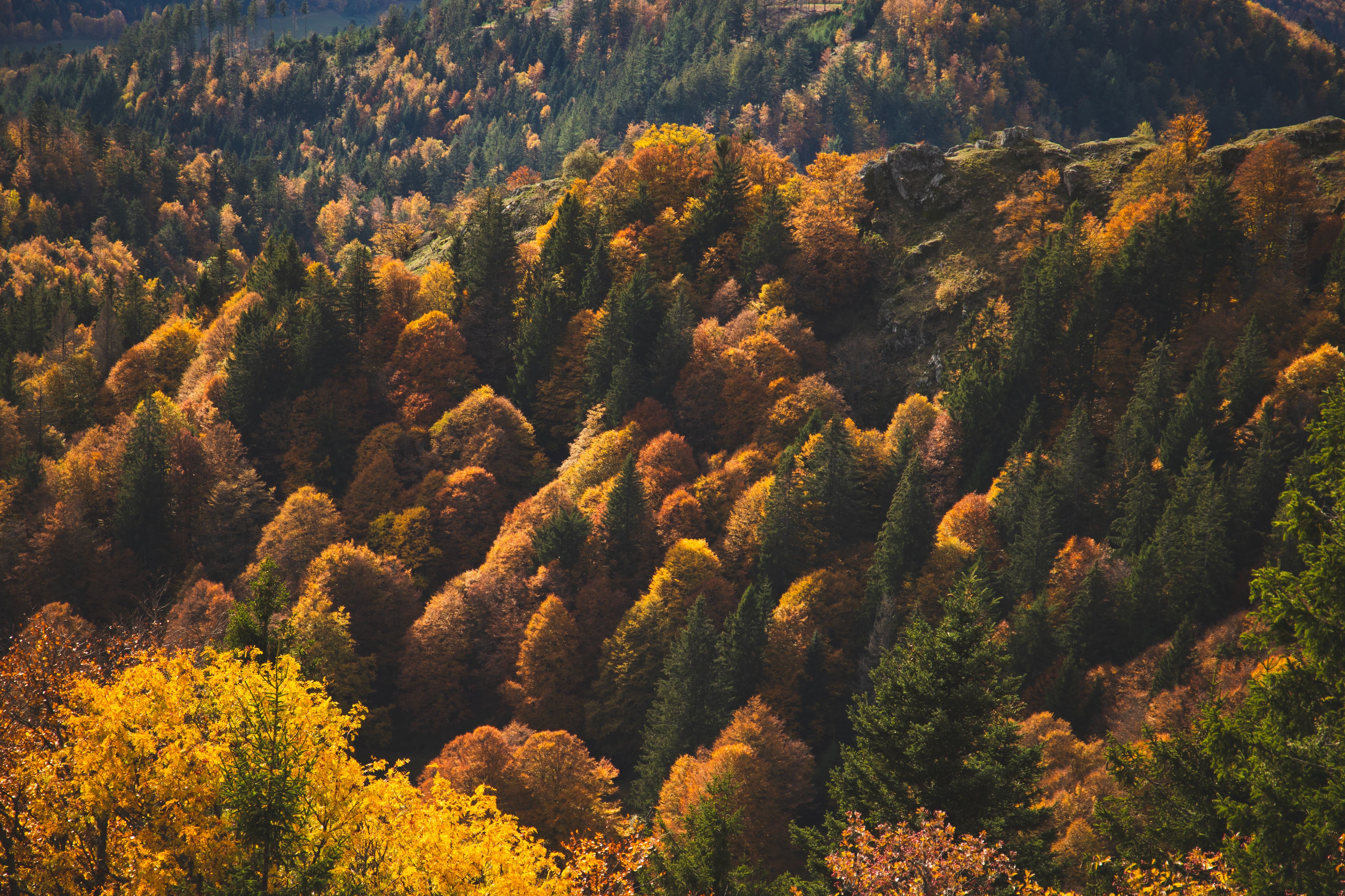 Nature love